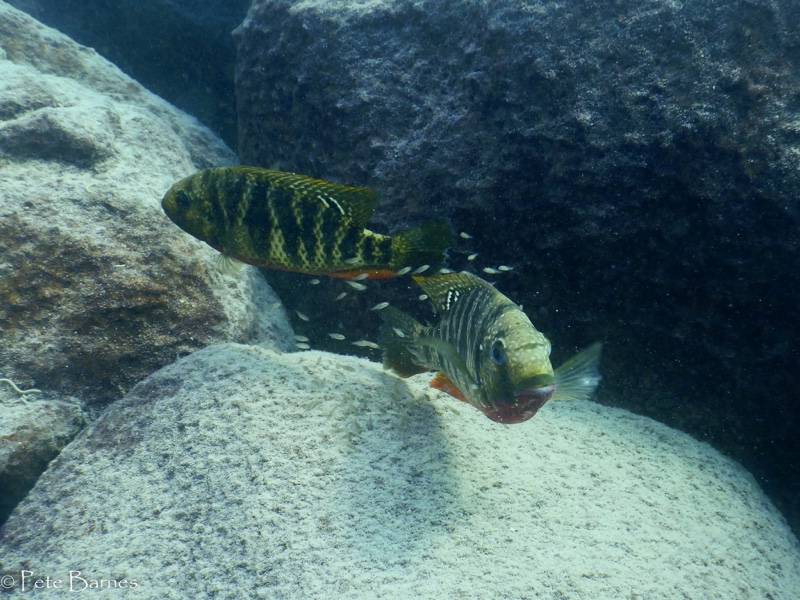 Coptodon rendalli 'Chizumulu Island'
